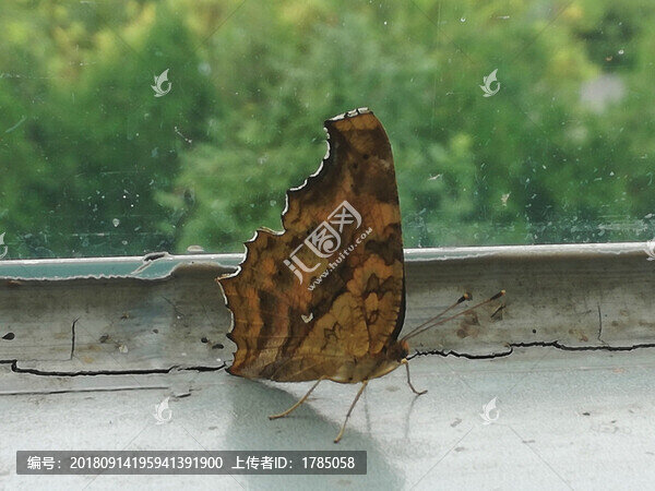 蝴蝶