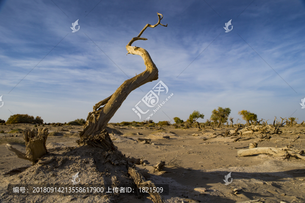 內(nèi)蒙古,額濟(jì)納旗胡楊林,秋色,戶外,金黃,原始,樹林