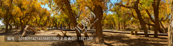 內蒙古,額濟納旗,秋色,沙漠,胡楊林