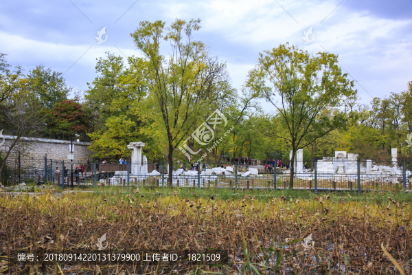 北京,圓明園,皇家園林,秋色,銀杏,殘?jiān)珨啾?歷史,遺跡,遺址,大水法,石頭