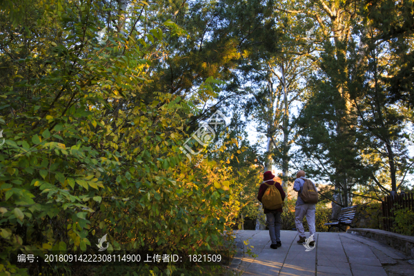 北京,香山公園,秋色,陽光,皇家園林,樹木,山