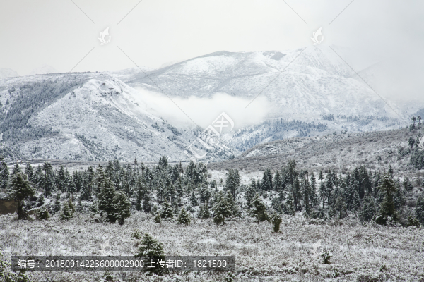 四川,黃龍,雪山,寒冷,村莊,戶外