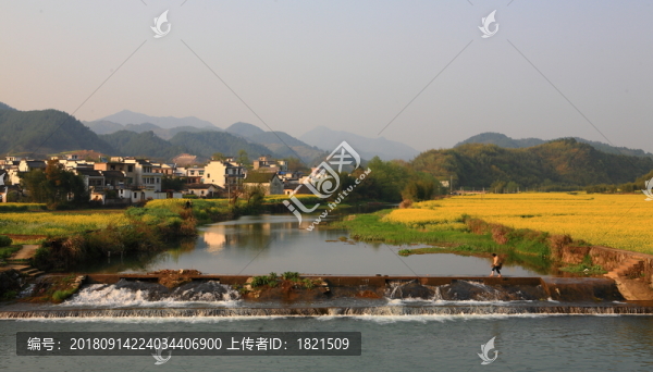 油菜花