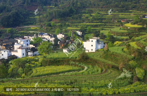 安徽,婺源,油菜花,春天,爛漫