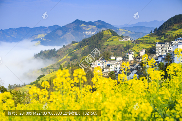 安徽,歙縣,石潭,下汰村,春天,油菜花,爛漫