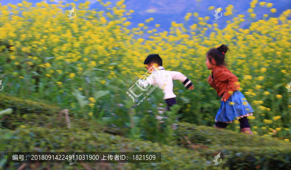 油菜花