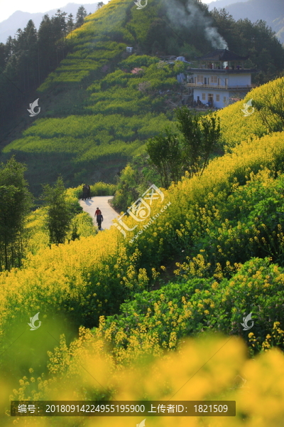 油菜花