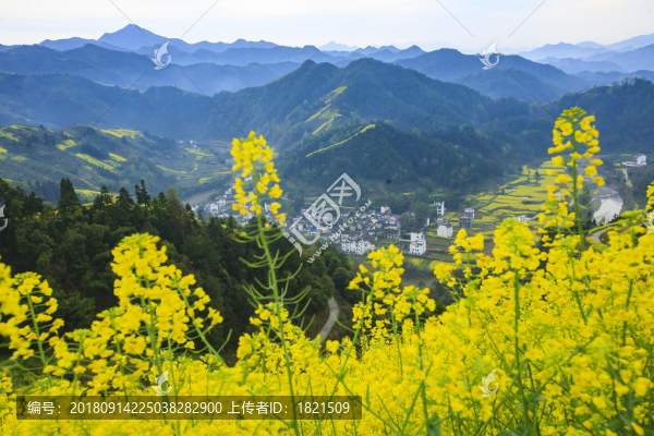 安徽,歙縣,石潭,下汰村,春天,油菜花,爛漫