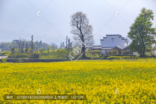安徽,黟縣,盧村,古村,民居