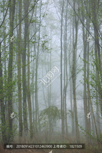 安徽,黟縣,柯村,鄉(xiāng)村