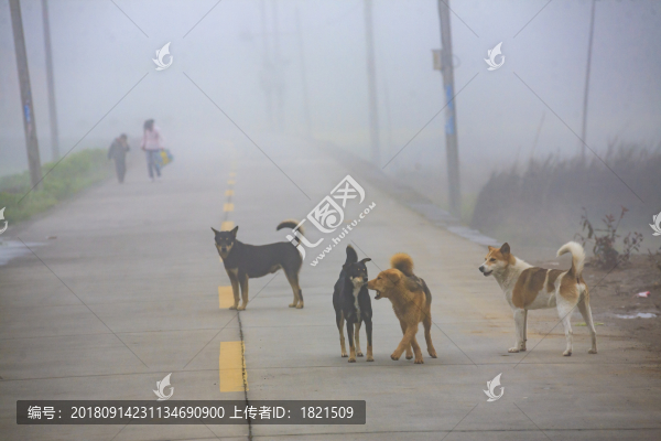 安徽,黟縣,柯村,鄉(xiāng)村