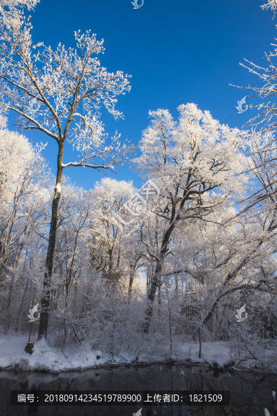 林海,雪原,大雪,晨霧,霧凇,潔白,純凈,童話,夢幻,寒冷