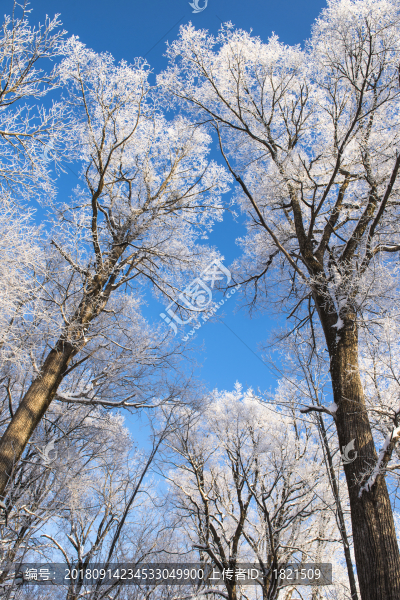 林海,雪原,大雪,晨霧,霧凇,潔白,純凈,童話,夢(mèng)幻,寒冷