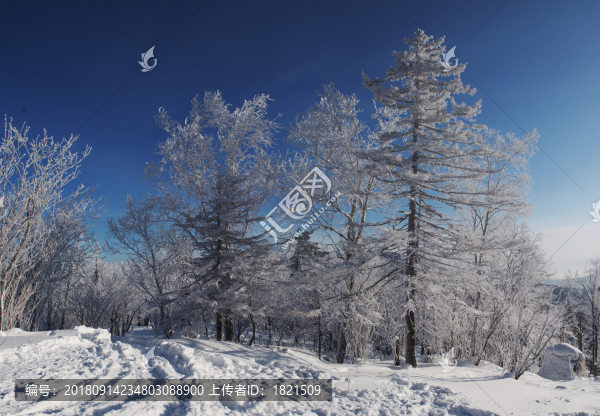 林海,雪原,大雪,晨霧,霧凇,潔白,純凈,童話,夢幻,寒冷