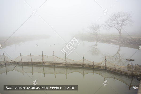 水塘,樹,霧氣,朦朧,網(wǎng),江南,水鄉(xiāng)