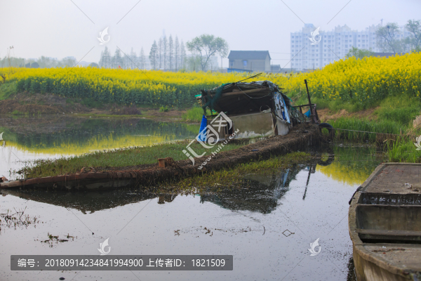 江蘇,興化,水鄉(xiāng),鄉(xiāng)村,早晨,油菜花,春天