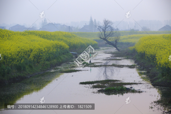 江蘇,興化,水鄉(xiāng),鄉(xiāng)村,早晨,油菜花,春天