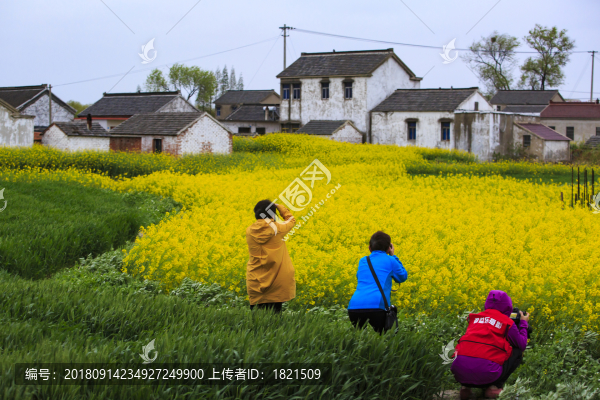 江蘇,興化,水鄉(xiāng),鄉(xiāng)村,早晨,油菜花,春天