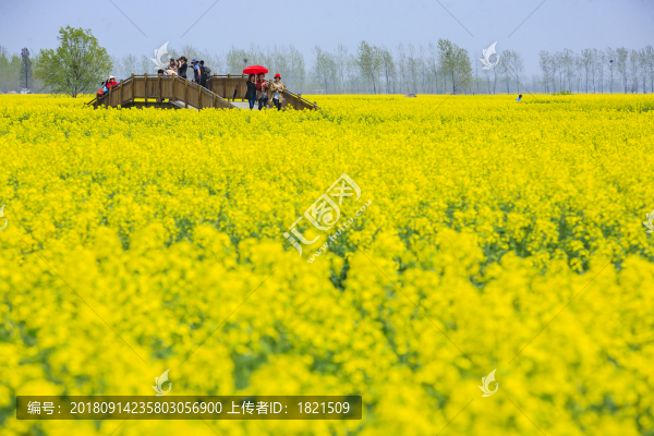江蘇,姜堰市,興化,油菜花,風光,春天,船