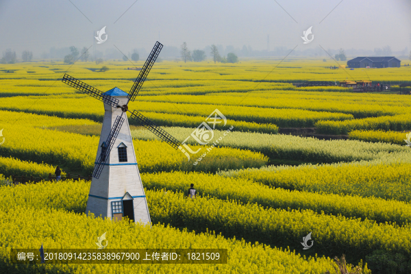 江蘇,姜堰市,興化,油菜花,風光,春天,船