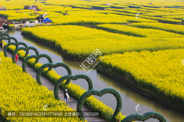 江蘇,姜堰市,興化,油菜花,風(fēng)光,春天,船