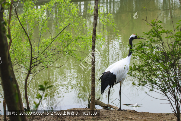 江蘇,姜堰市,溱湖濕地,公園,生態(tài),自然,動物