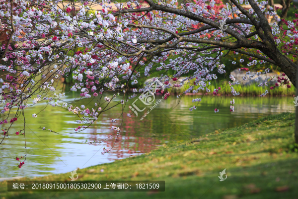 江蘇,揚(yáng)州,瘦西湖,春天,旅游