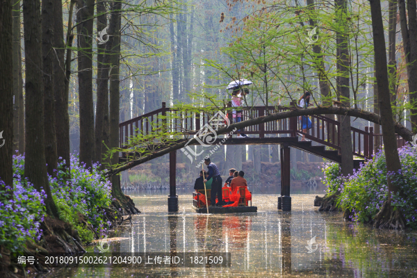 江蘇,泰州,李中水上森林,景區(qū),二月蘭,春天,白鷺,樹林