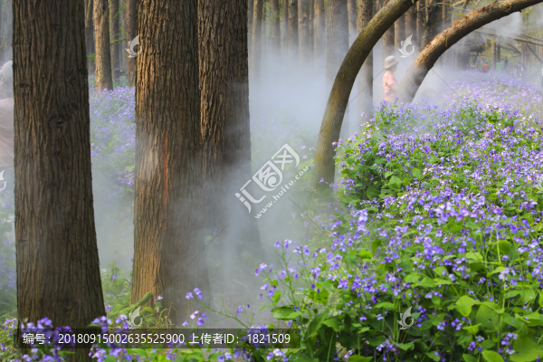江蘇,泰州,李中水上森林,景區(qū),二月蘭,春天,白鷺,樹林