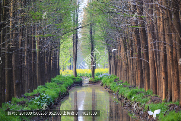 江蘇,泰州,李中水上森林,景區(qū),二月蘭,春天,白鷺,樹林