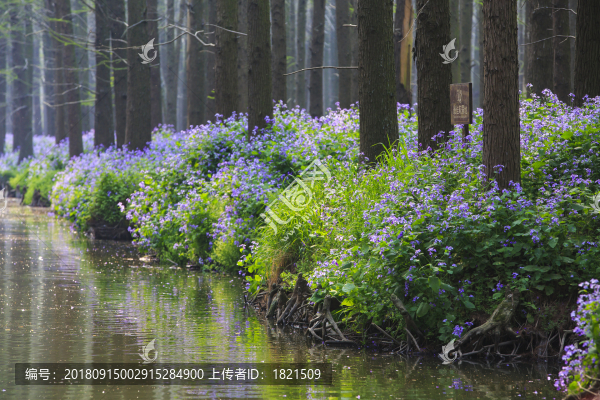 江蘇,泰州,李中水上森林,景區(qū),二月蘭,春天,白鷺,樹林