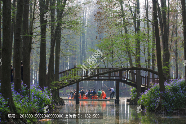 江蘇,泰州,李中水上森林,景區(qū),二月蘭,春天,白鷺,樹林