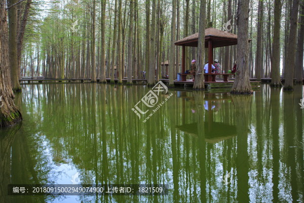 江蘇,泰州,李中水上森林,景區(qū),二月蘭,春天,白鷺,樹林