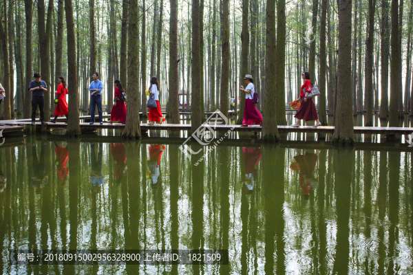 江蘇,泰州,李中水上森林,景區(qū),二月蘭,春天,白鷺,樹林