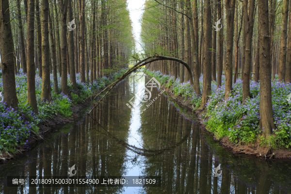 江蘇,泰州,李中水上森林,景區(qū),二月蘭,春天,白鷺,樹林
