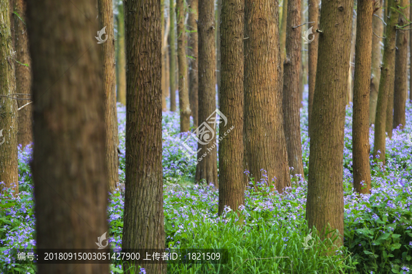 江蘇,泰州,李中水上森林,景區(qū),二月蘭,春天,白鷺,樹林