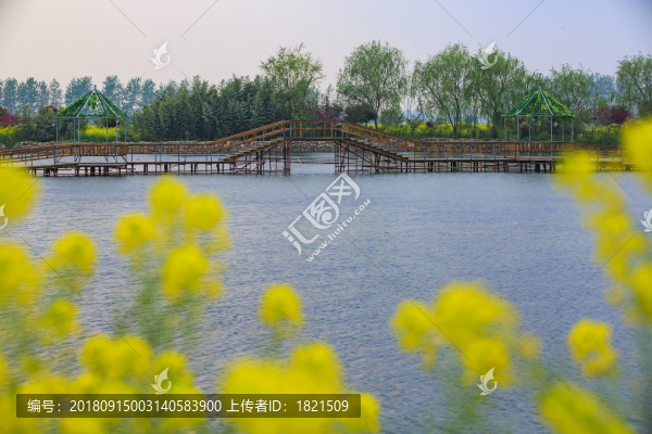 江蘇,泰州,李中水上森林,景區(qū),二月蘭,春天,白鷺,樹林
