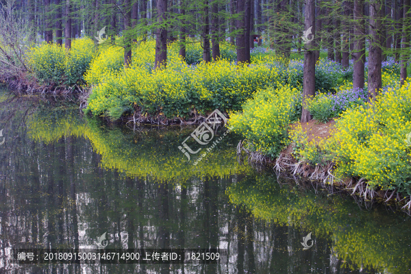 江蘇,泰州,李中水上森林,景區(qū),二月蘭,春天,白鷺,樹林