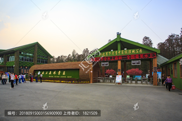 江蘇,泰州,李中水上森林,景區(qū),二月蘭,春天,白鷺,樹林