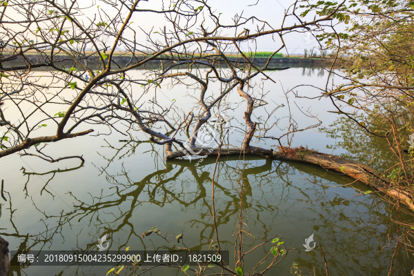 江西,南昌縣,鄉(xiāng)村,小河,紅房子,田園,水稻,稻田,土地,道路,村莊,貧窮