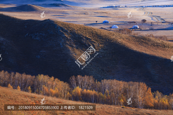 江蘇,泰州,李中水上森林,景區(qū),二月蘭,春天,白鷺,樹林