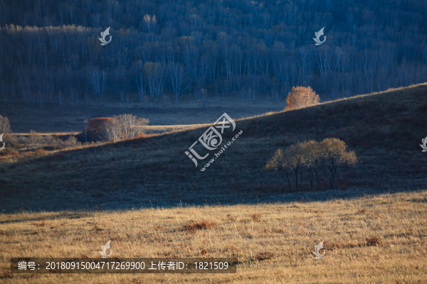 江蘇,泰州,李中水上森林,景區(qū),二月蘭,春天,白鷺,樹林