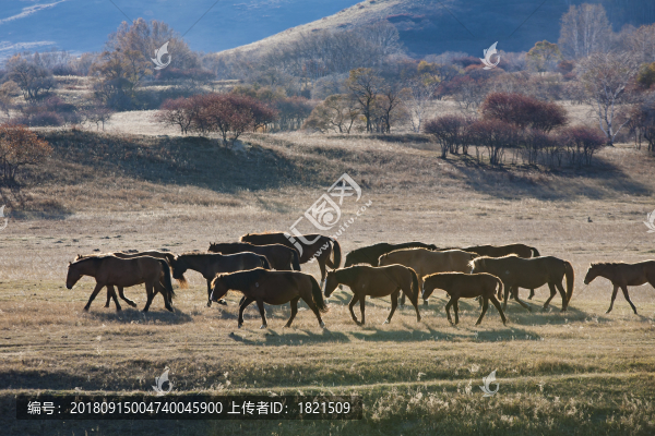 河北,承德,塞罕壩,壩上,草原,原野,戶外,自然,秋色