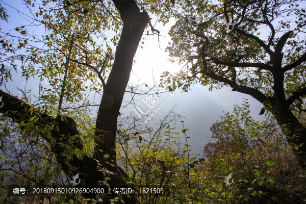 河南,林州,太行山,石板巖,峽谷,秋色,山