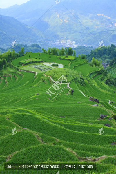 浙江,麗水,云和縣,云和梯田,鄉(xiāng)村,山村,稻田,小溪