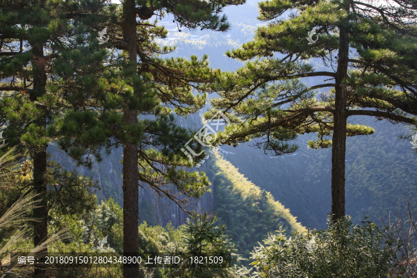 浙江,麗水,遂昌,南尖巖,景區(qū),森林,云海,山村
