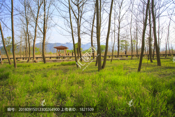 浙江,臺州,臨海,三江濕地公園,生態(tài),自然,道路,綠色,春天,青草