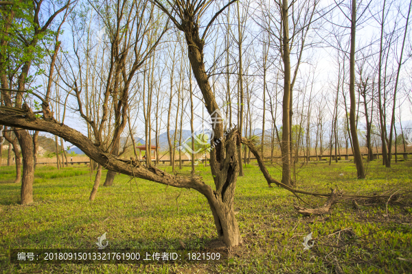 浙江,臺州,臨海,三江濕地公園,生態(tài),自然,道路,綠色,春天,青草