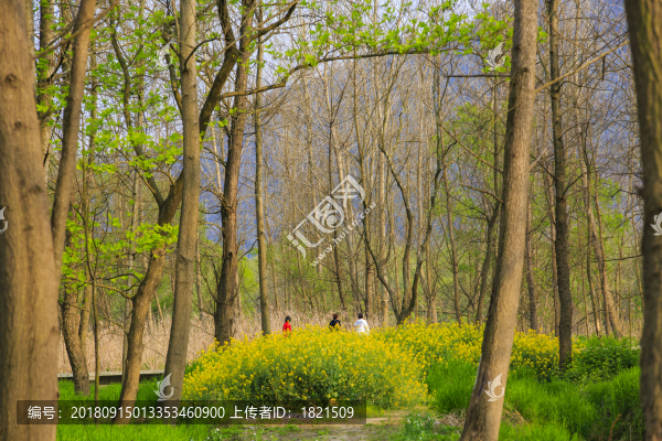 浙江,臺州,臨海,三江濕地公園,生態(tài),自然,道路,綠色,春天,青草