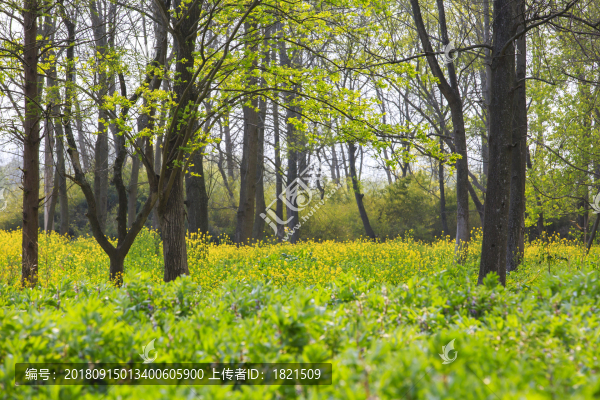 浙江,臺州,臨海,三江濕地公園,生態(tài),自然,道路,綠色,春天,青草